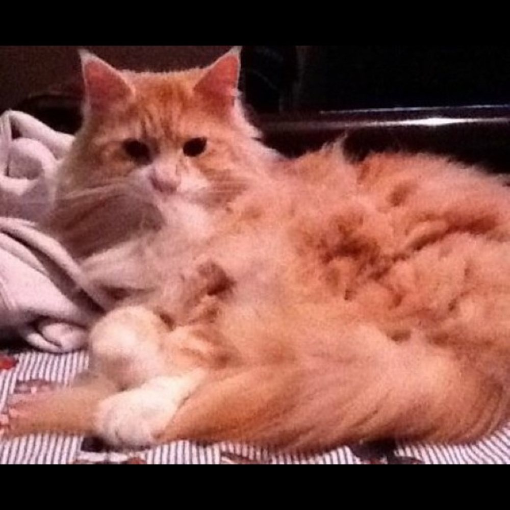 Meet your Posher, Mary